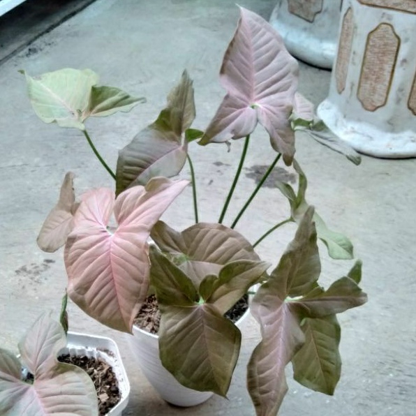 Tanaman hias daun pink singonium pink neon robusta