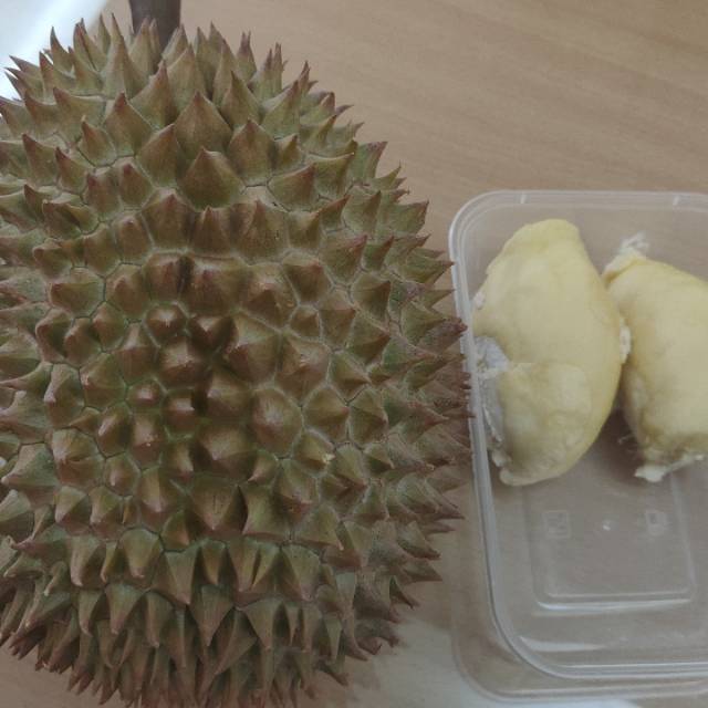 

Durian Montong Gelondong