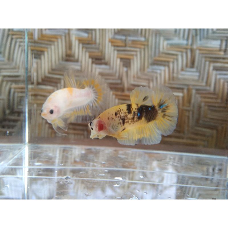HIASAN AQUARIUM AQUASCAPE IKAN CUPANG HIAS MALE JANTAN YELLOW KOI GALAXY FREE PACKING GRATIS PACKING