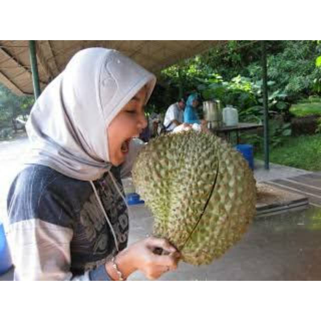Bibit Okulasi Durian Montong Kaki 10 Jumbo