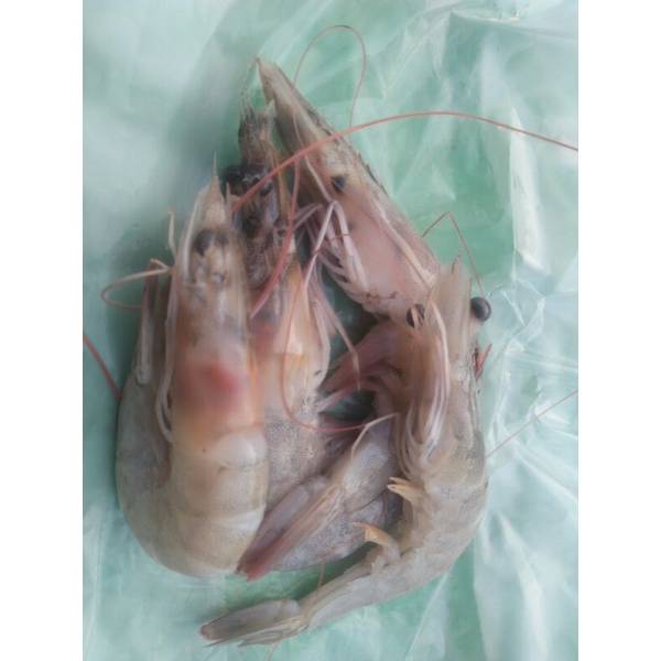

udang 250gr