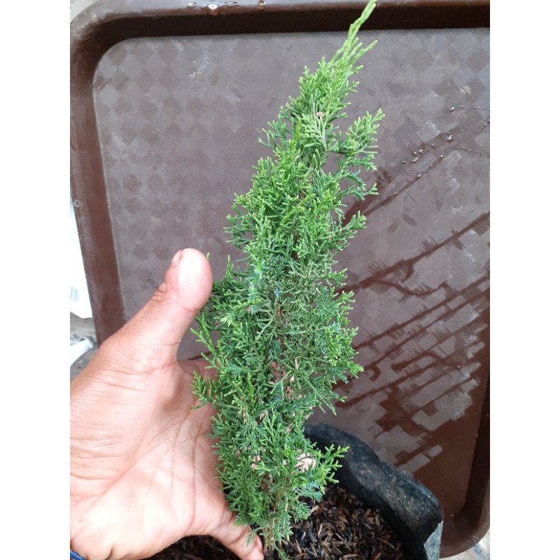 cemara sargenti jarum