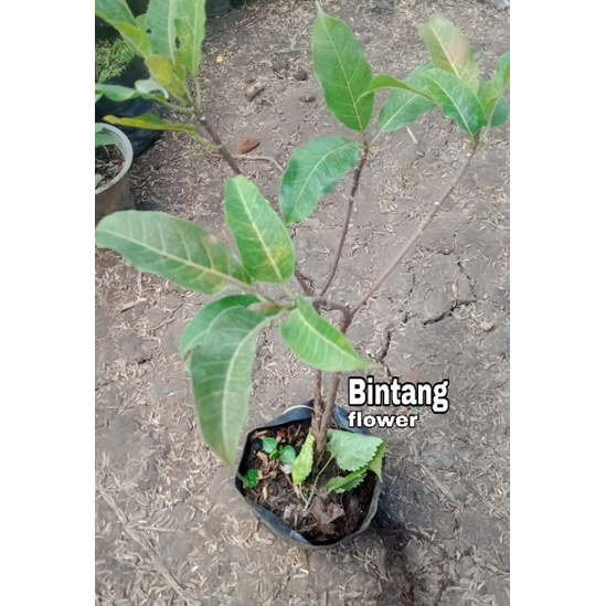 tanaman hias beringin Bunut merah bahan bonsai Bunut merah