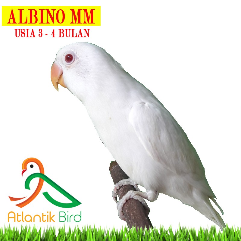 Burung Lovebird Albino Mm 2 5 3bl Update Stock By Wa Only Grab