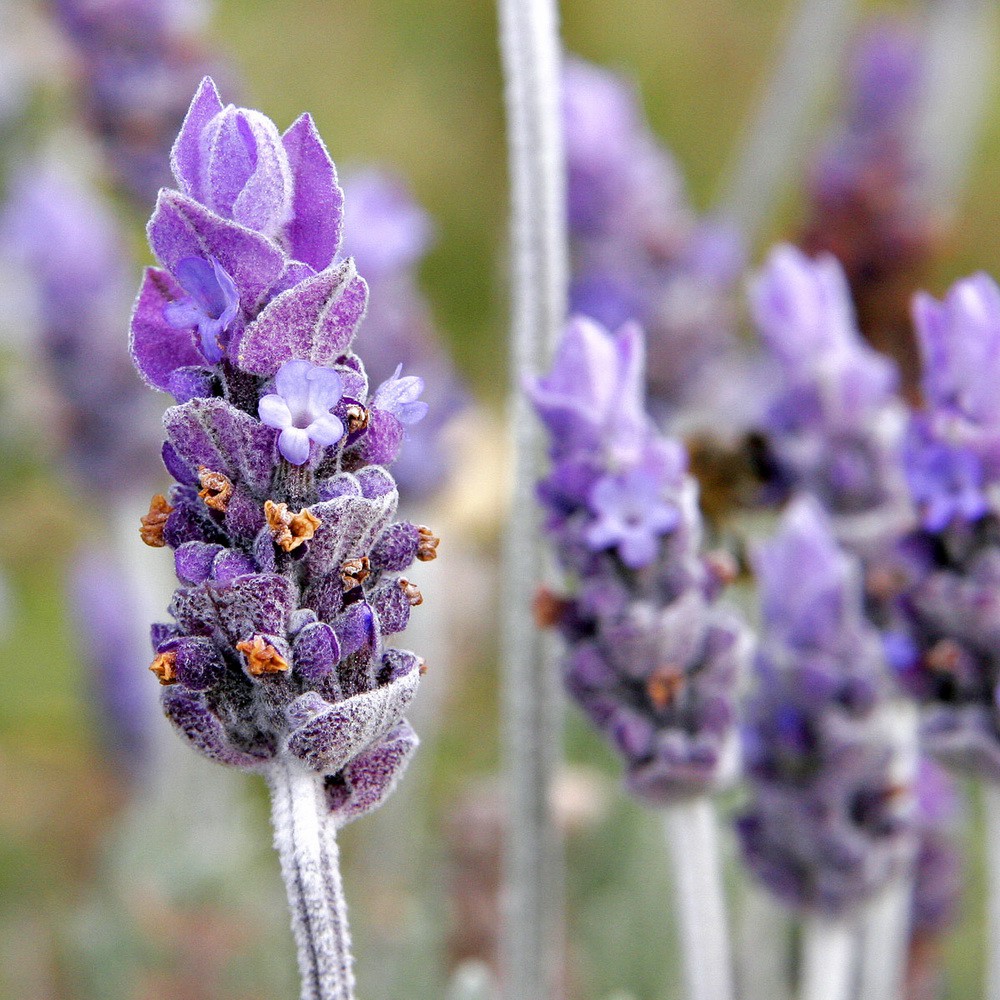 PlantaSeed - 25 Seeds - Lavender Common English Biji Bunga - PAS0242