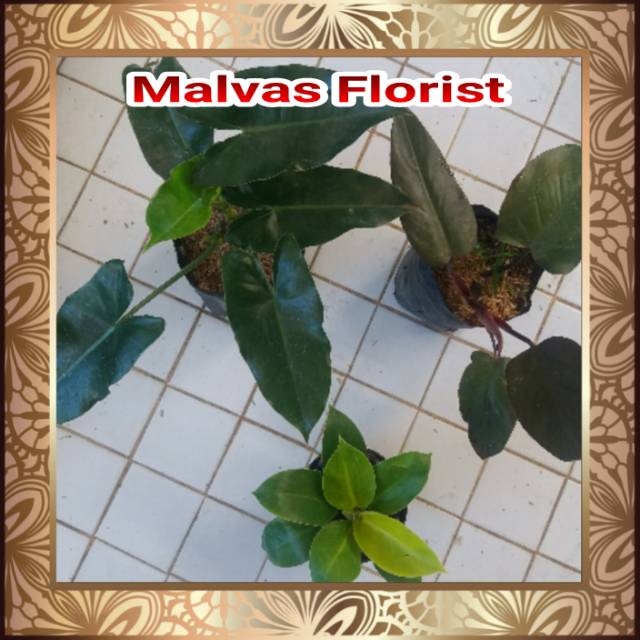 Tanaman hias - bibit bunga paket pillodendron