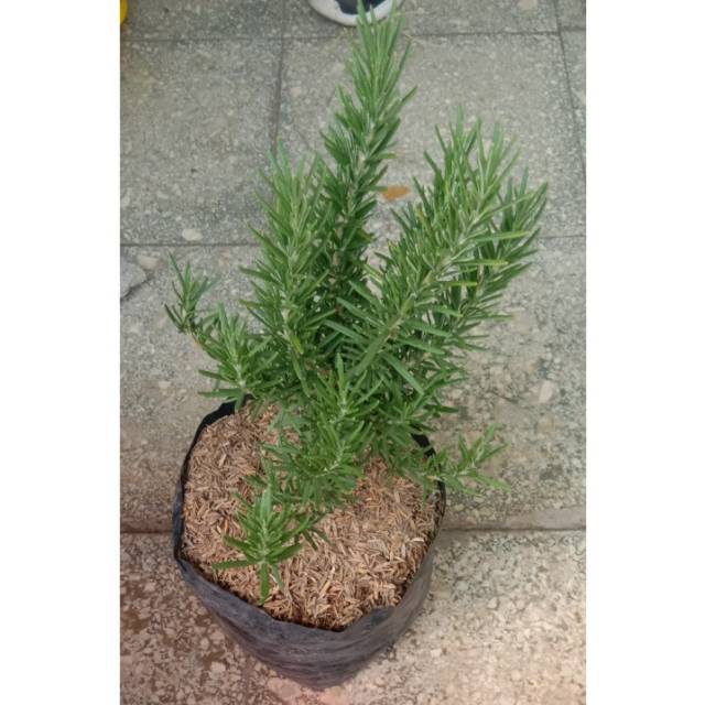 Tanaman Bumbu Rosemary