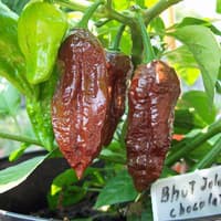 Benih Bibit Biji - Cabai Chocolate Bhut Jolokia Choco Cokelat Ghost Pepper Seeds - IMPORT