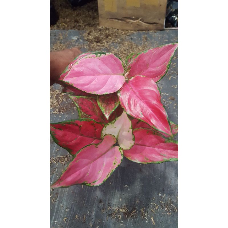 bibit aglo nema pink katrina