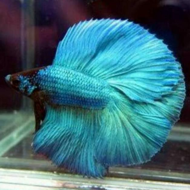 Ikan cupang halfmoon bagan serit medan malaysia biru putih merah murah berkualitas real picture (KOD