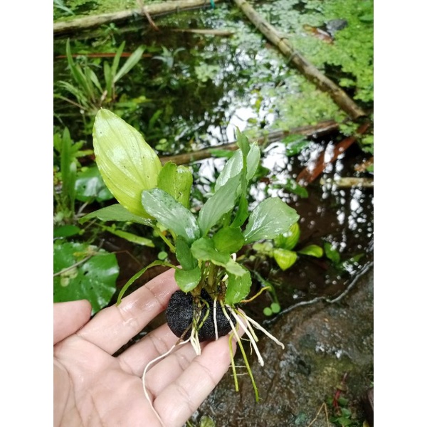 anubias sp aquascape