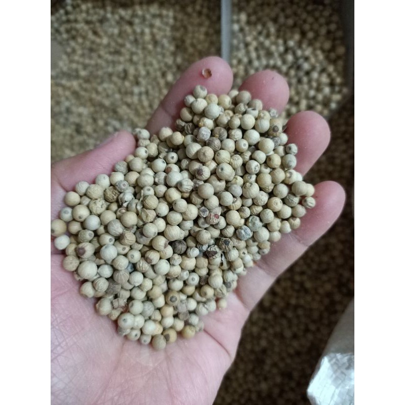 

Biji Lada Putih / Merica Putih / Sahang Biji Asli Kalimantan / White Pepper / Lada Biji / Hou Cio / Biji Merica Putih / Rempah Rempah / Pedes / Bumbu Masak