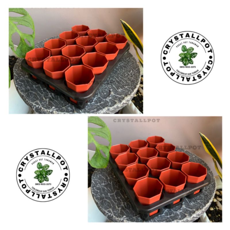 1 set Tray + POT BUNGA NKT PAGODA 5CM MERAH BATA | tray semai bibit