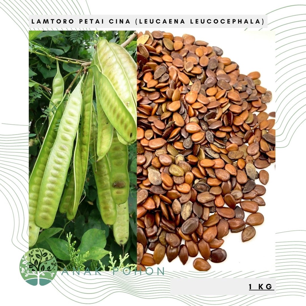 (1 KG) Benih Bibit Biji - Lamtoro Petai Cina Kemlandingan Petai Selong (Leucaena leucocephala (Lam.) de Wit) Seeds