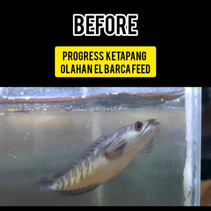 KETAPANG LAUT TASELA (Olahan Hasil Fermentasi khusus untuk Treatment Ikan) - EL BARCAFEED TREATMENT BOOSTER