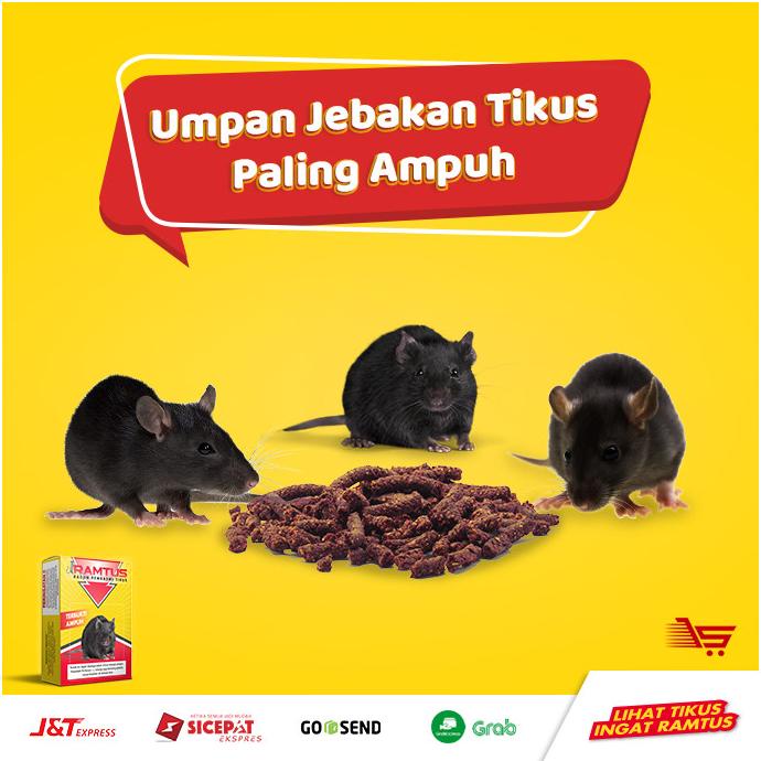 Umpan Jebakan Tikus / Perangkap Tikus Paling AMPUH & MEMATIKAN