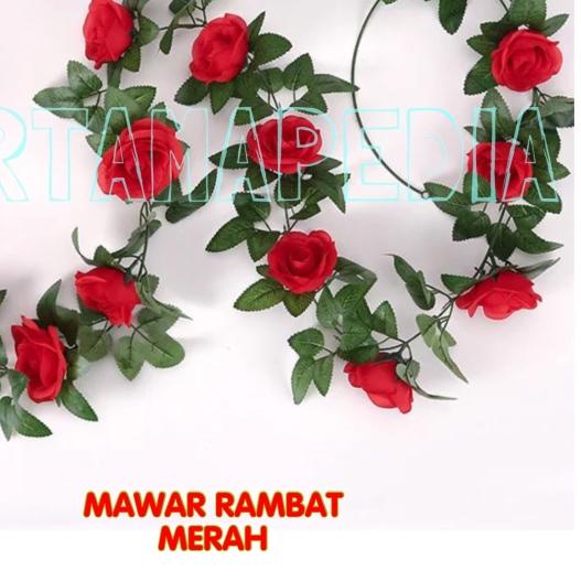 ➹ Mawar Rambat Gantung/ Mawar Rambat Dekor /Mawar Rambat Hiasan ►