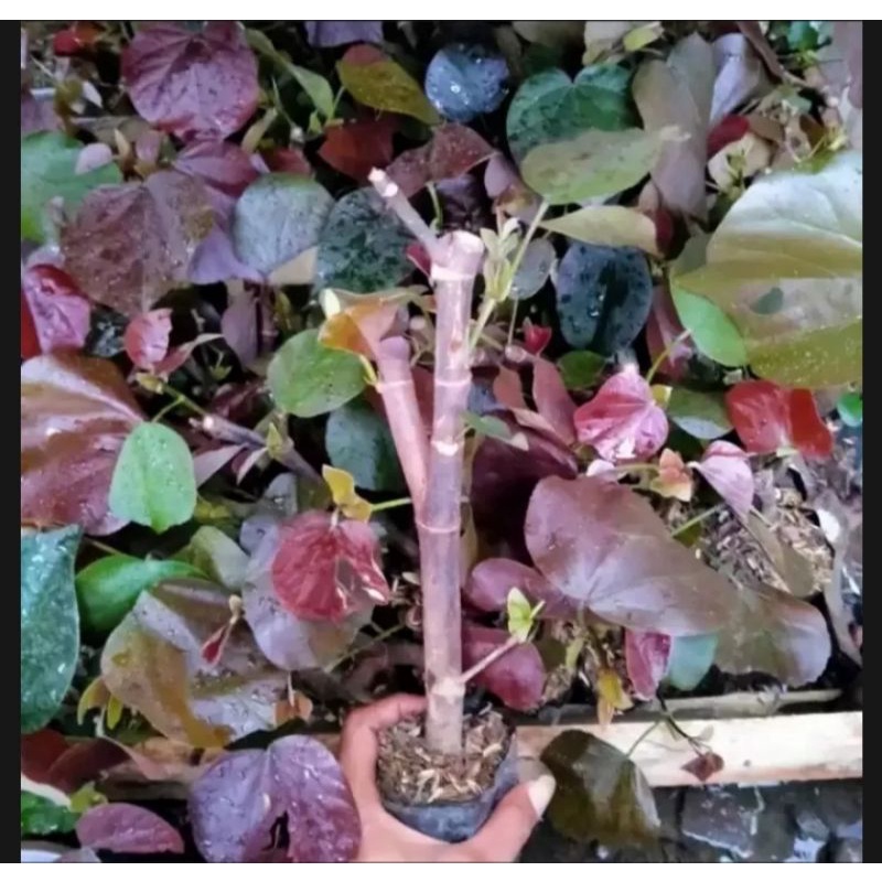 bibit bonsai waru merah super red