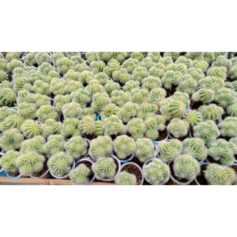 kaktus noto cluster grafting