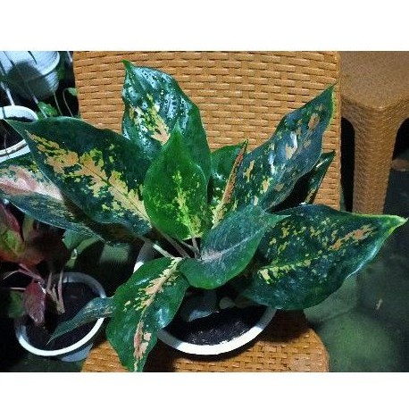 aglonema kochin tembaga indukan