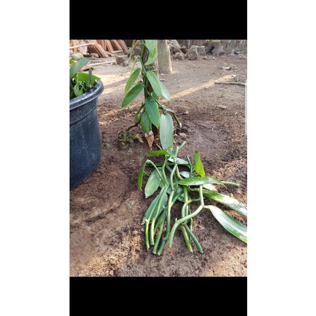 BIBIT UNGGUL TANAMAN VANILI