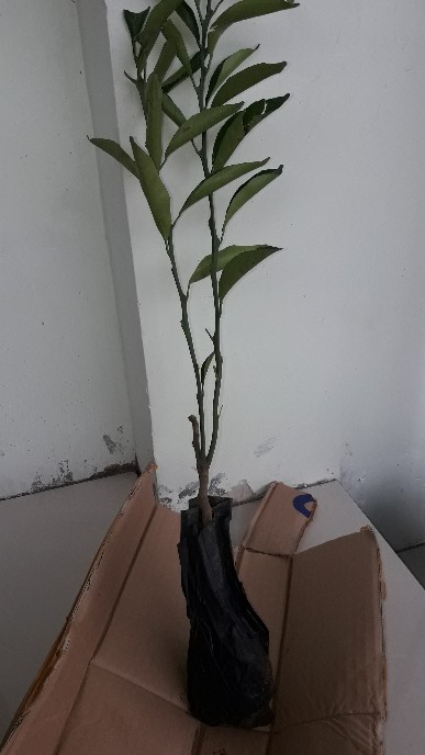 Beli 2 Gratis 1 Bibit Buah Jeruk Santang Madu Super