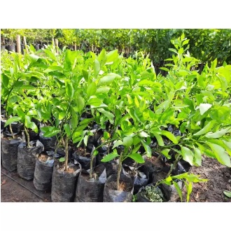 Jual Bibit Jeruk Santang Madu di Bandung