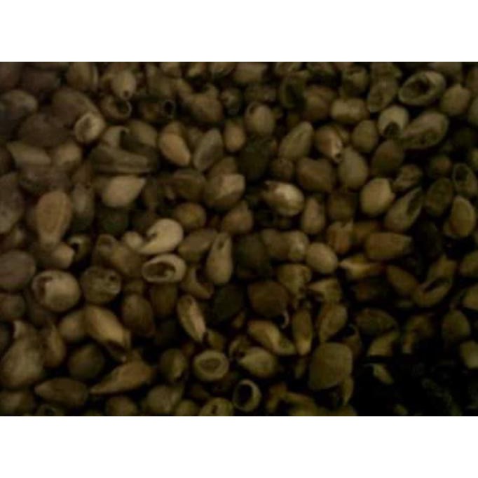 Bkk 1 Kg Biji Benih Tanaman Pohon Gmelina Unggul Ro*