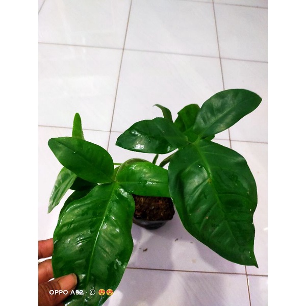 TANAMAN SYNGONIUM PHODHOPILLUM AURITUM