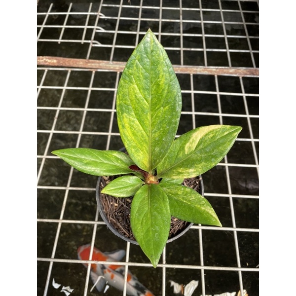 Anthurium jemani tornado varigata