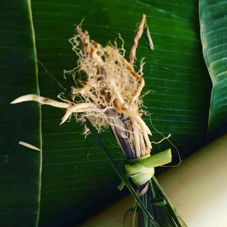 

Akar Alang - Alang segar per 1 kg