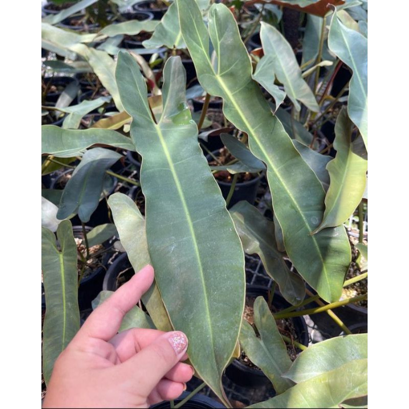 philodendron atabapoense/kabel busi kw #philodenron #aroid #kabelbusi