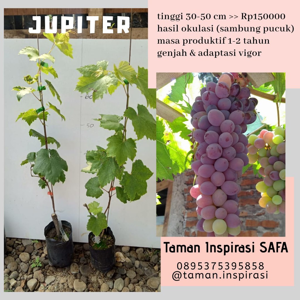 Bibit Anggur Import Jupiter - Bibit Berkualitas ASLI
