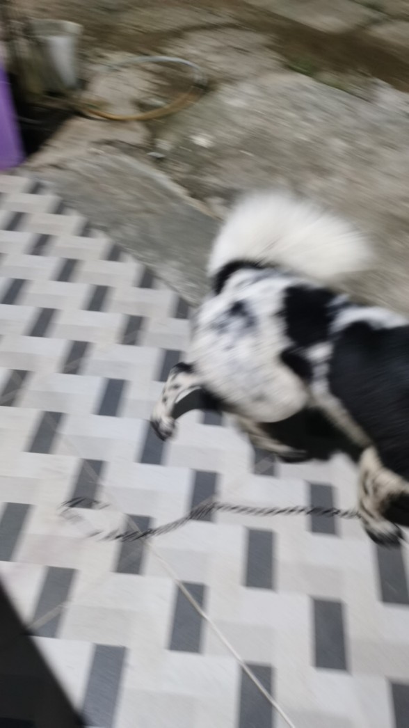 Rantai Anjing No. 40 4 Mm X 1,5 Meter / Rantai Gogok 4 Mm X 1 1/2 Mtr / Rantai Hewan 4mmx1,5m