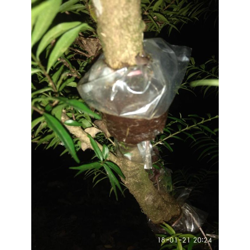 Cangkokan anting putri micro