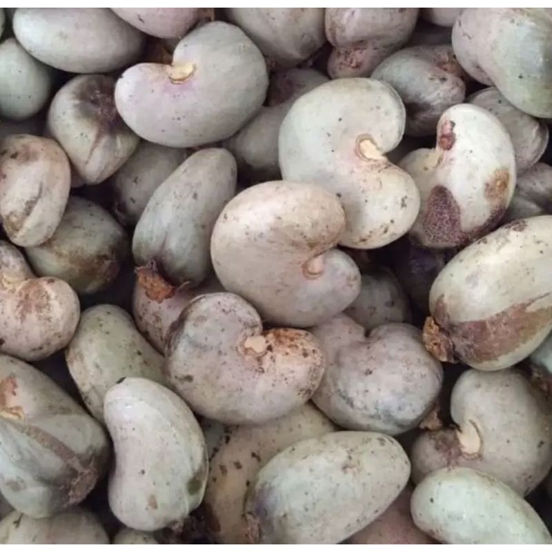 

Mete mentah buat bakaran glondong mede kacang mete wonogiri
