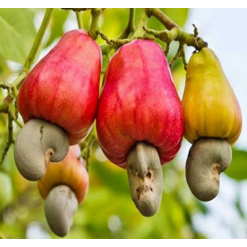 

BUAH JAMBU MONYET JAMBU MEDE 500gr