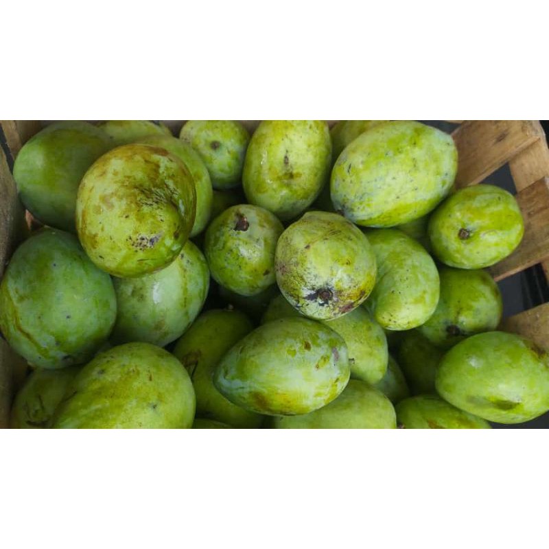 

mangga dr indramayu