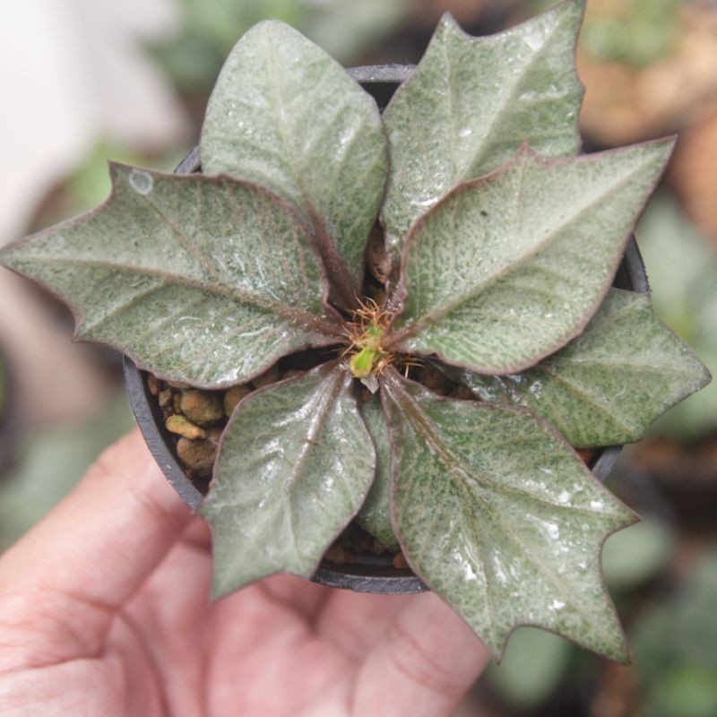 euphorbia francoisii hybrid hibrid maple (A4)