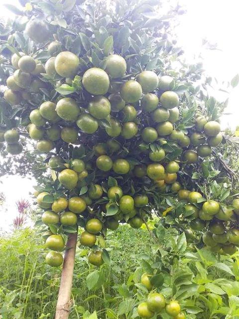 Promo!!!batik Couple 101 New  Harga Reseller