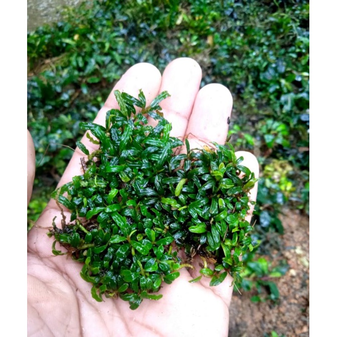 Bucephalandra micrantha 1 kg