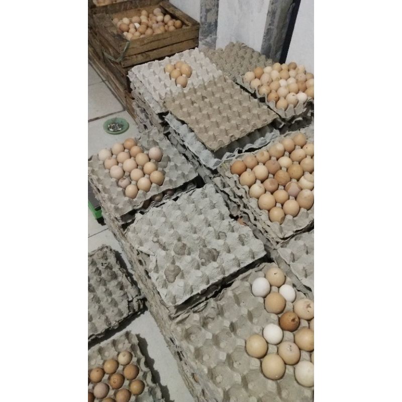 

telur coklat