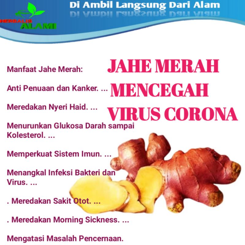 

JAHE MERAH SEGAR ALAMI FRESH -RED GINGER 100gr