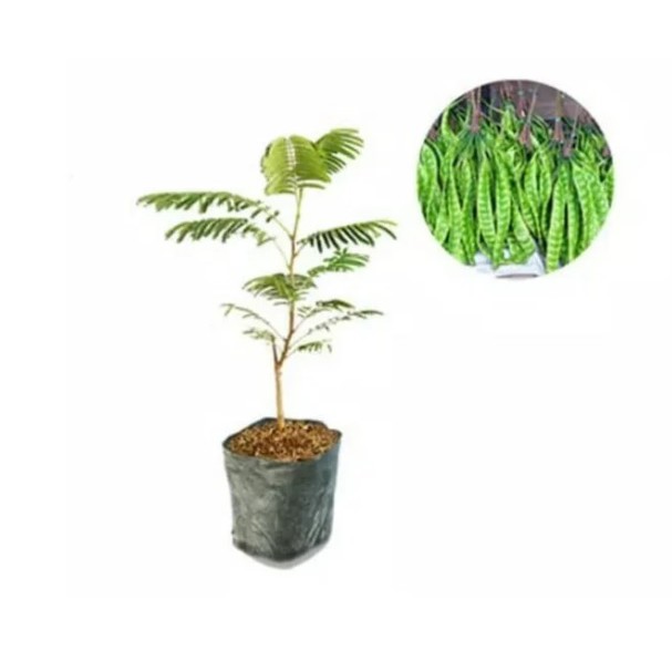 Bibit Petai Gajah Okulasi