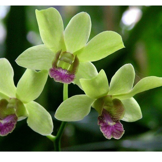 Dendrobium Burana Jade