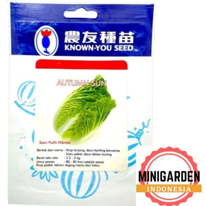 SAWI PUTIH AUTUMN SUN 50 GRAM PACK BESAR benih biji bibit cabbage chinese hibrida f1 known you seed