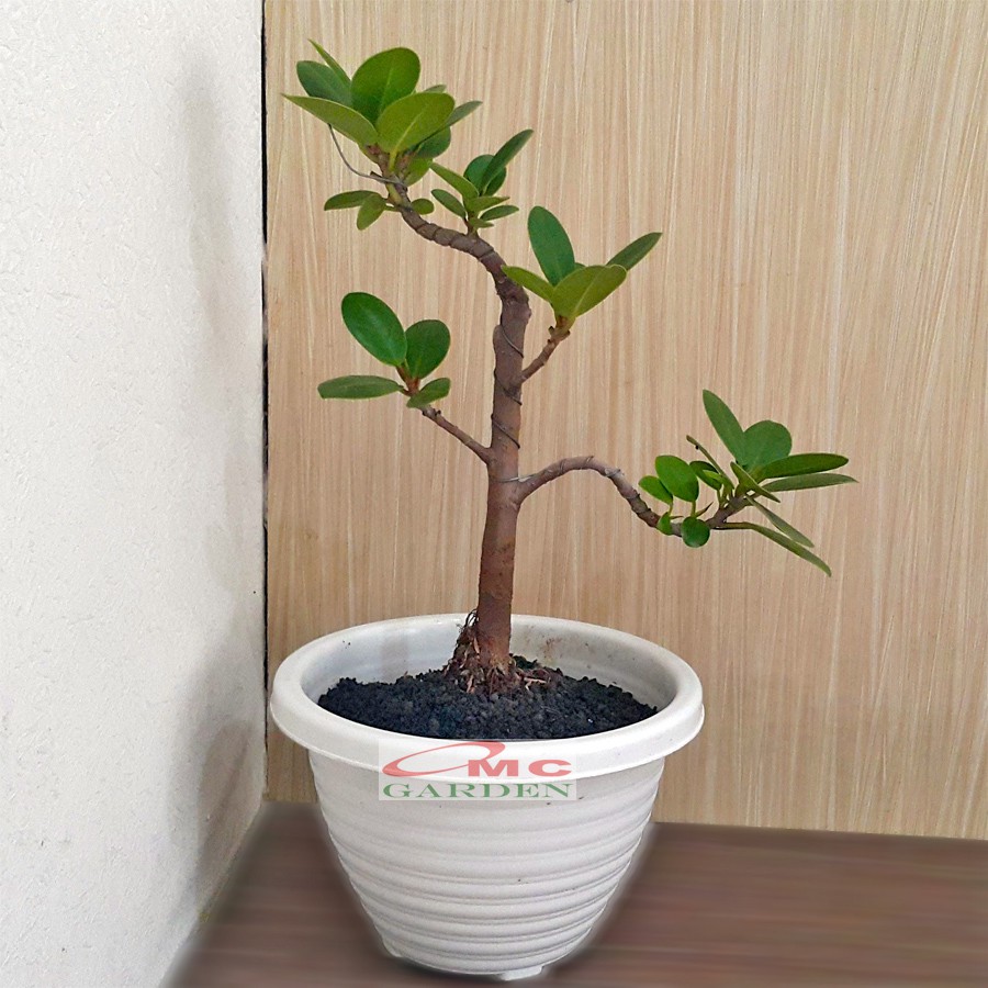 Tanaman Hias Pohon Bonsai Mame Beringin Korea Mini Dolar B-BK-011