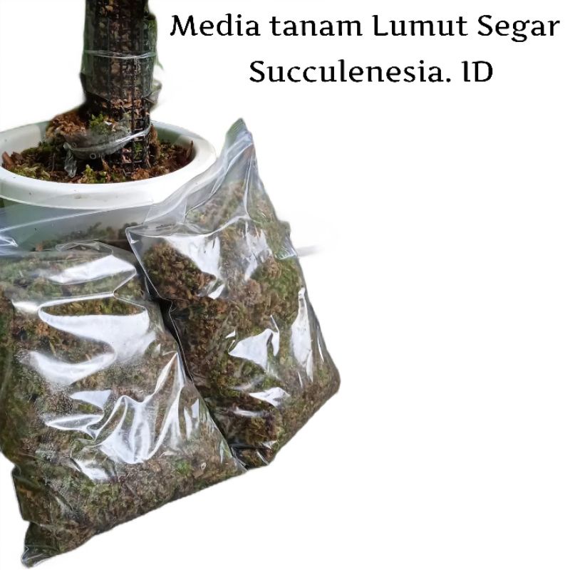 Media Tanam Lumut Segar (Succulenesia. ID)