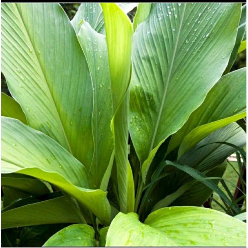 

daun kunyit pres murah 500GRAM