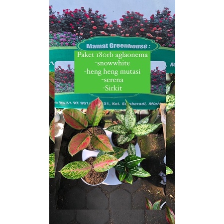 paket 180rb aglaonema heng heng snowwhite serena